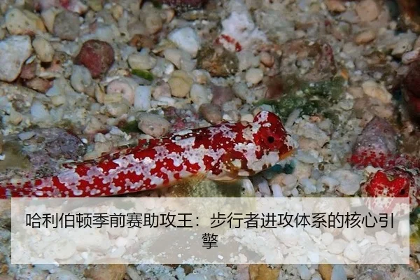 哈利伯顿季前赛助攻王：步行者进攻体系的核心引擎